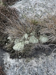 Cladonia stellaris