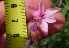 Hesperantha baurii