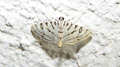 Conchylodes erinalis