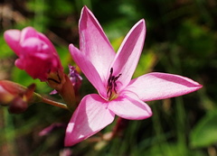 Hesperantha baurii