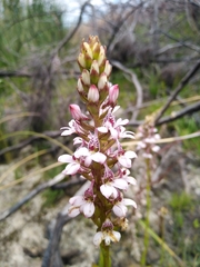 Satyrium rhynchanthum