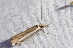 Crambus hamella