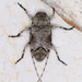 Sternidius mimeticus - Photo (c) Eric Carpenter, algunos derechos reservados (CC BY-NC), subido por Eric Carpenter