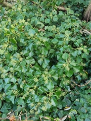 Hedera helix