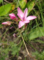 Hesperantha baurii