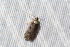 Agonopterix gelidella