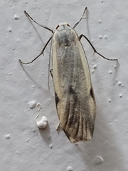 Teulisna diastropha