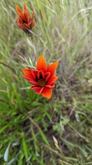 Gazania