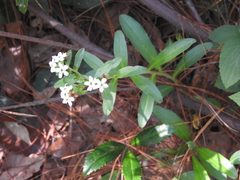 Lithospermum distichum