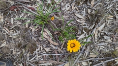 Gazania
