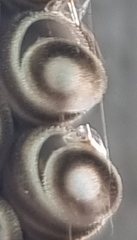 Agaeus