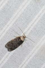 Agonopterix gelidella
