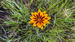 Gazania