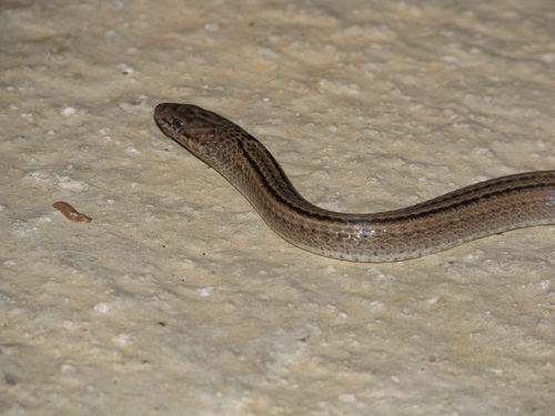 Three-scaled Ground Snake