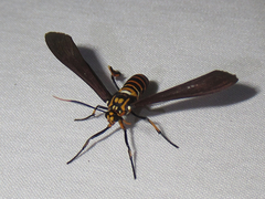 Horama panthalon texana