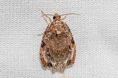 Sycacantha