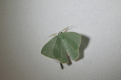Pelagodes antiquadraria