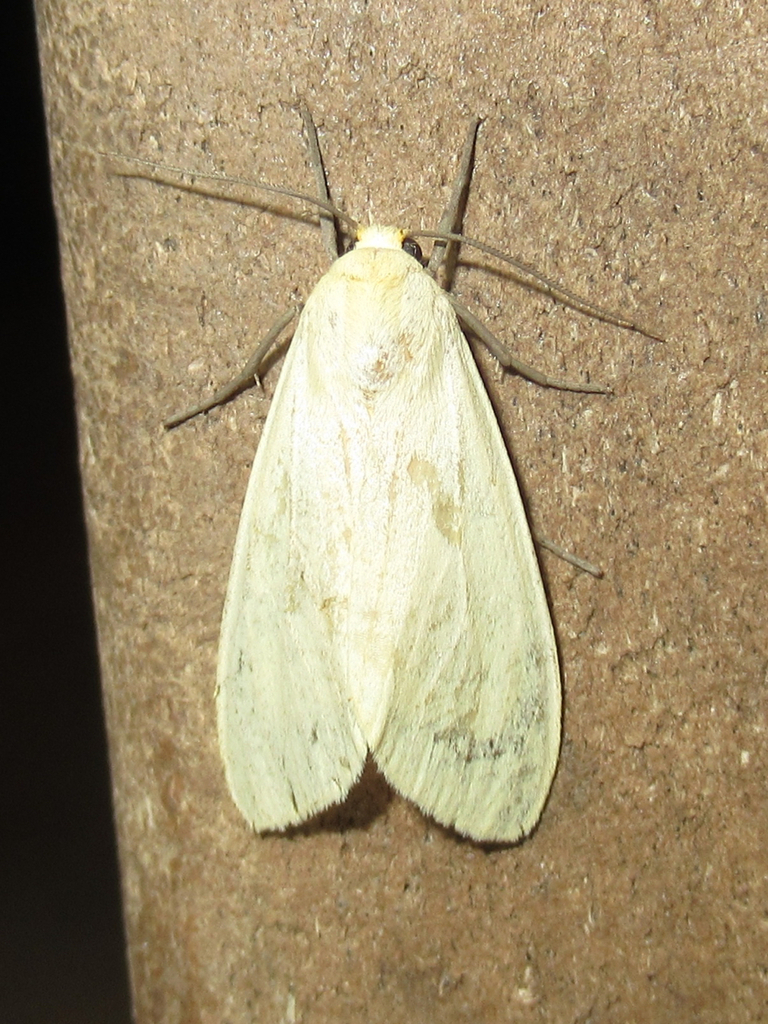 Yellow-winged Pareuchaetes Moth from Salton Dr., Austin, Travis Co., TX ...