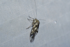 Psocomorpha