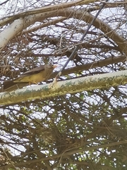 Turdus falcklandii