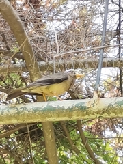 Turdus falcklandii