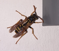 Polistes