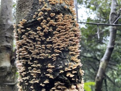 Xylobolus spectabilis