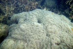 Fimbriaphyllia ancora