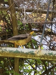 Turdus falcklandii