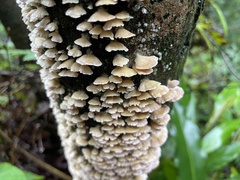 Xylobolus spectabilis