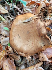 Cortinarius infractus