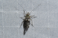 Psocomorpha