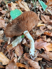 Cortinarius infractus