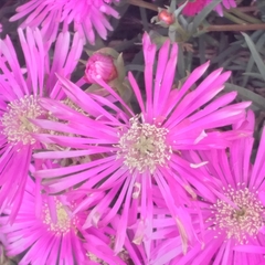 Lampranthus spectabilis