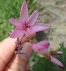 Hesperantha baurii