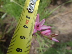 Hesperantha baurii