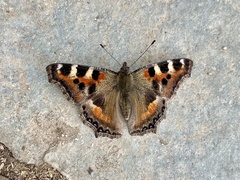 Aglais caschmirensis