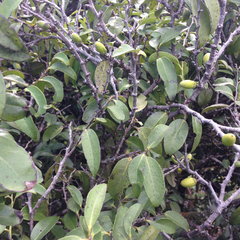 Diospyros sandwicensis