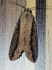 Odontodes seranensis