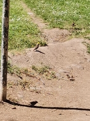 Turdidae