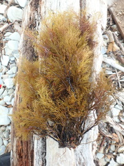 Ericaria bosphorica