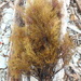 Ericaria bosphorica - Photo (c) Krylenko VV, μερικά δικαιώματα διατηρούνται (CC BY-NC), uploaded by Krylenko VV