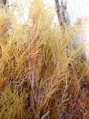 Ericaria bosphorica