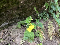 Lindenbergia grandiflora
