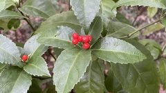 Sarcandra glabra