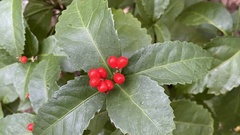 Sarcandra glabra