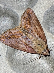 Odontodes seranensis