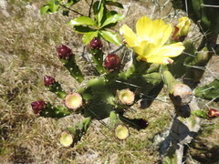 Opuntia monacantha