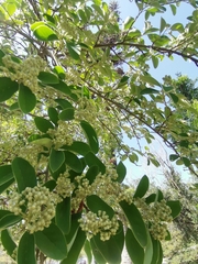 Cotoneaster coriaceus
