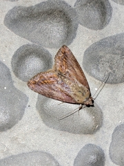 Odontodes seranensis